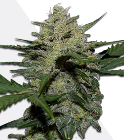 Girl Scout Cookies Auto > Auto Seeds | Autoflowering Cannabis   |  Hybrid