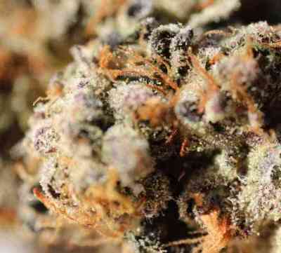 Girl Scout Cookies > Blim Burn Seeds | Semillas feminizadas  |  Sativa