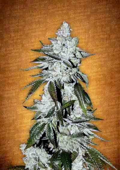 Girl Scout Cookies > Fast Buds Company | Semillas autoflorecientes  |  Híbrido