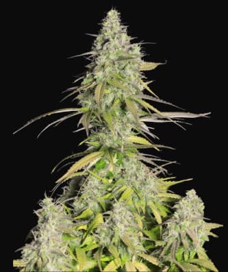 Girl Scout Cookies > Fast Buds Company | Autoflowering Cannabis   |  Hybrid