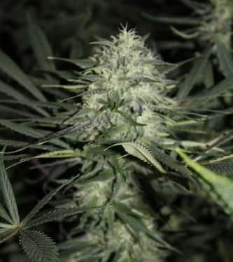 Girl Scout Cookies > Linda Seeds | NOS RECOMMANDATIONS DE GRAINES DE CANNABIS  |  Graines de Cannabis à prix bas