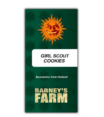 Girl Scout Cookies > Barneys Farm | Feminisierte Hanfsamen  |  Indica