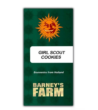 Girl Scout Cookies > Barneys Farm | Feminized Marijuana   |  Indica