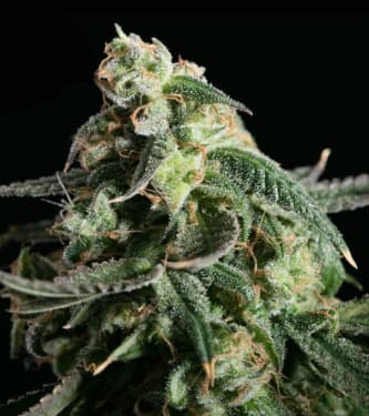 Girl Scout Cookies > Blim Burn Seeds | Semillas feminizadas  |  Sativa