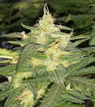 Girl Scout Cookies > Fast Buds Company | Semillas autoflorecientes  |  Híbrido