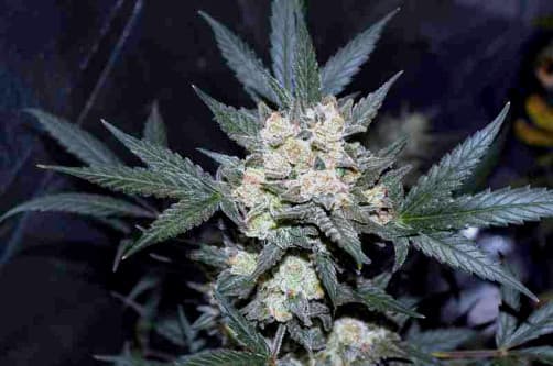 Girl Scout Cookies > Fast Buds Company | Semillas autoflorecientes  |  Híbrido