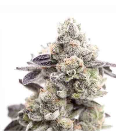 Girl Scout Cookies Linda Seeds Top Tipp Thc 20