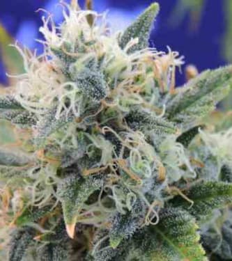 Girl Scout Cookies > Original Sensible Seeds | Feminized Marijuana   |  Indica