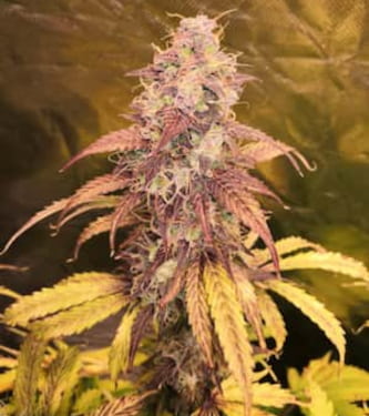 Girl Scout Cookies > Seed Stockers | Semillas feminizadas  |  Índica