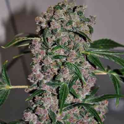 Girl Scout Cookies Xtrm Strain Bulldog Seeds Thc 15 Girl Scout Cookies Xtrm Strain Bulldog Seeds Thc 15