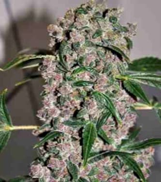 Girl Scout Cookies Xtrm > Bulldog Seeds | Graines Féminisées  |  Indica