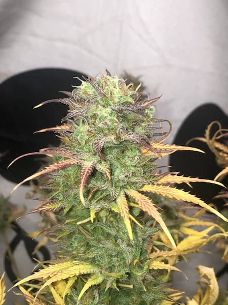 Girl Scout Kush Auto semilla > Pure Instinto | Semillas de marihuana autoflorecientes  |  Índica
