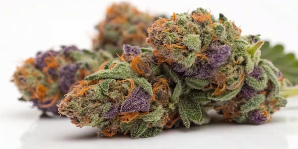 Glazed Gushers Seed > G13 Labs | Feminized Cannabis   |  Indica