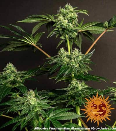 Glookies > Barneys Farm | Graines Féminisées  |  Indica