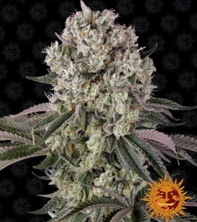 Glookies > Barneys Farm | Feminisierte Hanfsamen  |  Indica