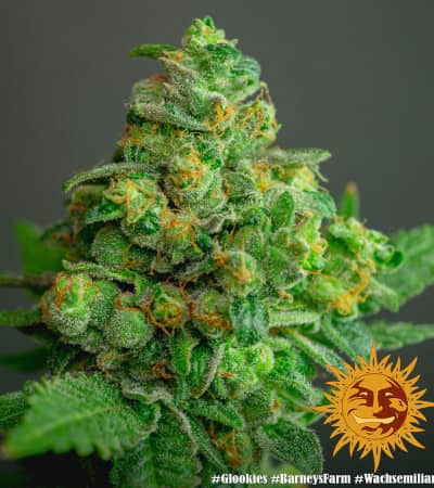 Glookies > Barneys Farm | Graines Féminisées  |  Indica