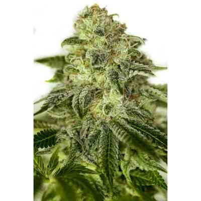 Glory OG > Positronics | Feminized Marijuana   |  Indica