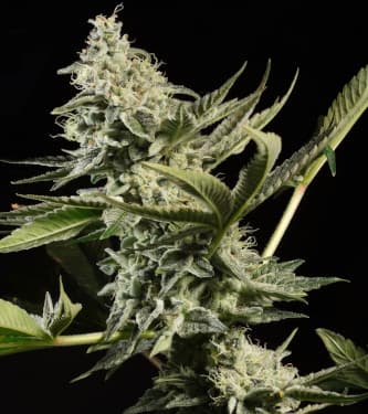 Glowstarz > Paradise Seeds | Feminisierte Hanfsamen  |  Hybrid