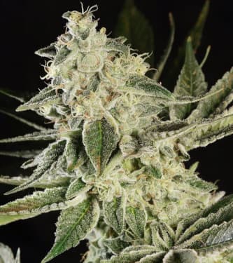 Glowstarz > Paradise Seeds | Feminized Marijuana   |  hybrid