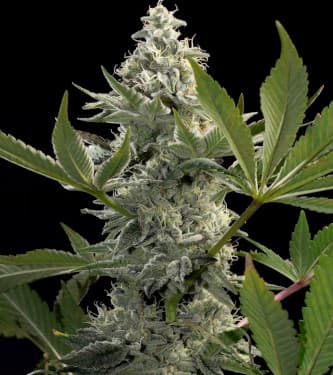 Glowstarz > Paradise Seeds | Feminisierte Hanfsamen  |  Hybrid