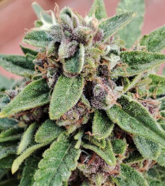 Auto Gelato Glue > Linda Seeds | Autoflowering Cannabis   |  Indica