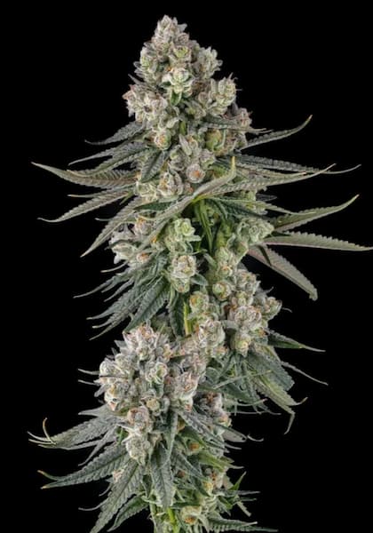 Glue Lotus Seed > Compound Genetics | Feminized Cannabis   |  Hybrid