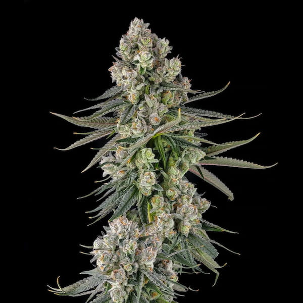 Glue Lotus Seed > Compound Genetics | Feminized Cannabis   |  Hybrid