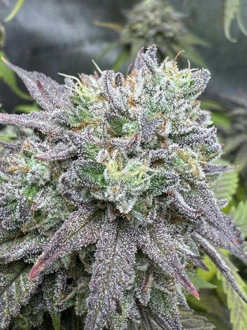Glue31 Seed > Compound Genetics Seeds | Feminized Cannabis   |  Indica