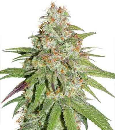 Glueberry O.G. > Dutch Passion | Feminized Marijuana   |  hybrid