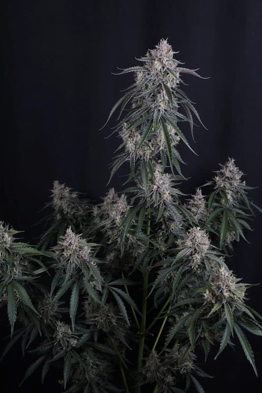 GMO Auto semilla > Fast Buds Company | Semillas de marihuana autoflorecientes  |  Índica