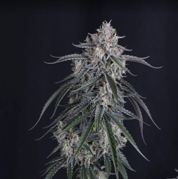 GMO Auto semilla > Fast Buds Company | Semillas de marihuana autoflorecientes  |  Índica