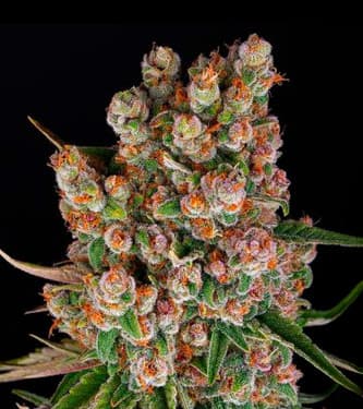 GMO Auto > Barneys Farm | Graines Autofloraison  |  Indica