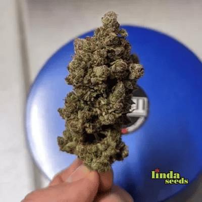GMO semilla > Linda Seeds | Semillas feminizadas  |  Índica