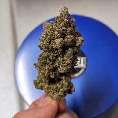 GMO > Linda Seeds | Semillas feminizadas  |  Índica