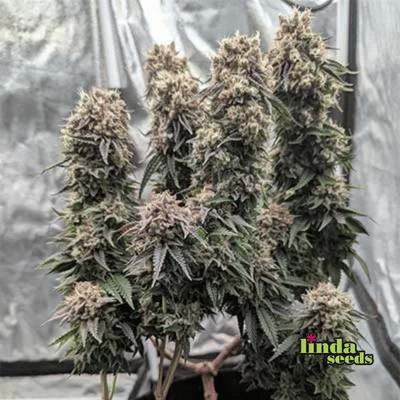 GMO semilla > Linda Seeds | Semillas feminizadas  |  Índica