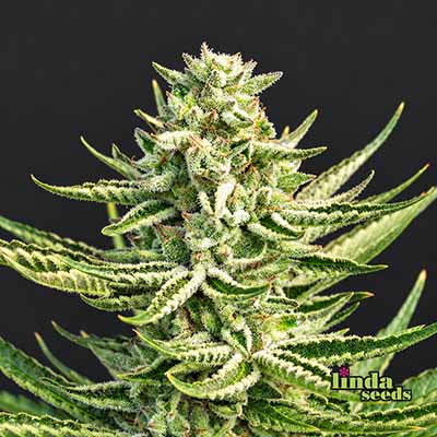 GMO Samen > Linda Seeds | Feminisierte Hanfsamen  |  Indica