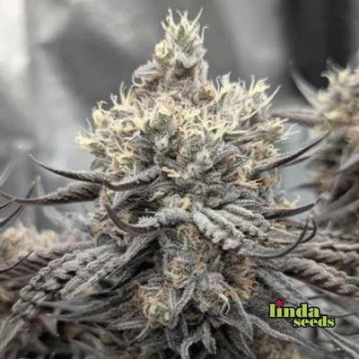 GMO semilla > Linda Seeds | Semillas feminizadas  |  Índica