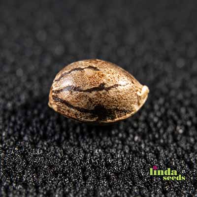GMO Samen > Linda Seeds | Feminisierte Hanfsamen  |  Indica