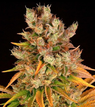 GMO > Barneys Farm | Feminisierte Hanfsamen  |  Indica