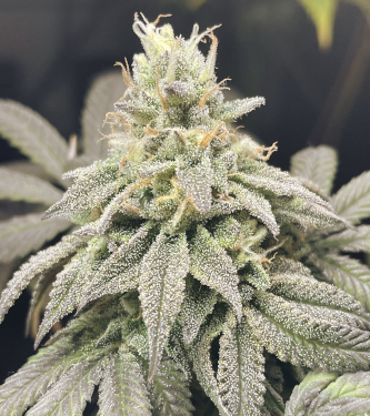 GMO x Motorbreath > Ripper Seeds | Semillas feminizadas  |  Híbrido