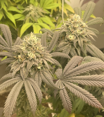 GMO x Motorbreath > Ripper Seeds