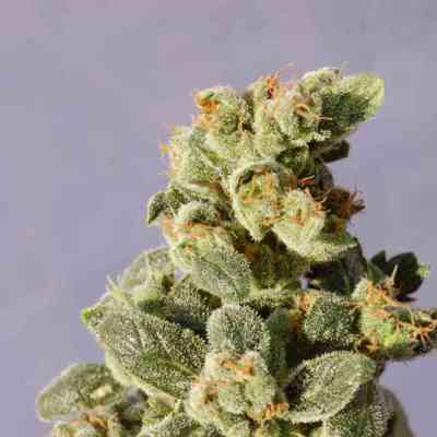 Gnomo > Kannabia Seeds | Autoflowering Cannabis   |  Indica