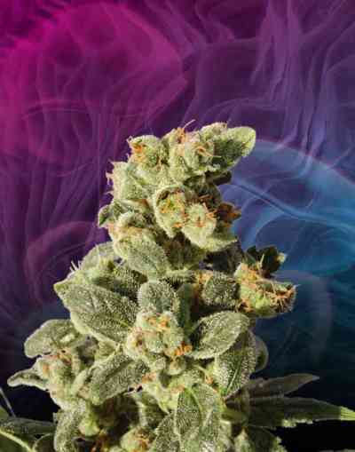 Gnomo > Kannabia Seeds | Autoflowering Cannabis   |  Indica