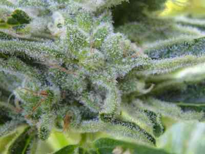 Gnomo > Kannabia Seeds | Semillas de marihuana autoflorecientes  |  Índica