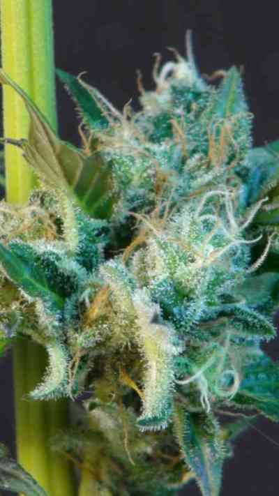Gnomo > Kannabia Seeds | Autoflowering Cannabis   |  Indica