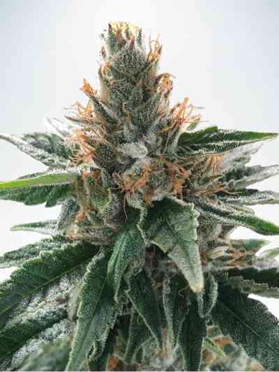 Gods Glue Samen > Ministry of Cannabis | Feminisierte Hanfsamen  |  Indica