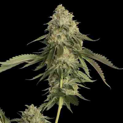 Golden Berry > DNA Genetics | Feminisierte Hanfsamen  |  Hybrid