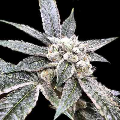 Golden Berry > DNA Genetics | Feminized Marijuana   |  hybrid