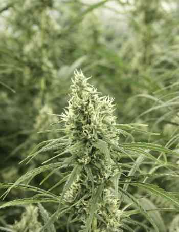 Golden Haze > The Devil\'s Harvest Seed Company | Semillas feminizadas  |  Sativa