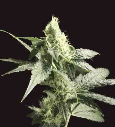 Golden Haze > The Devil\'s Harvest Seed Company | Feminized Marijuana   |  Sativa